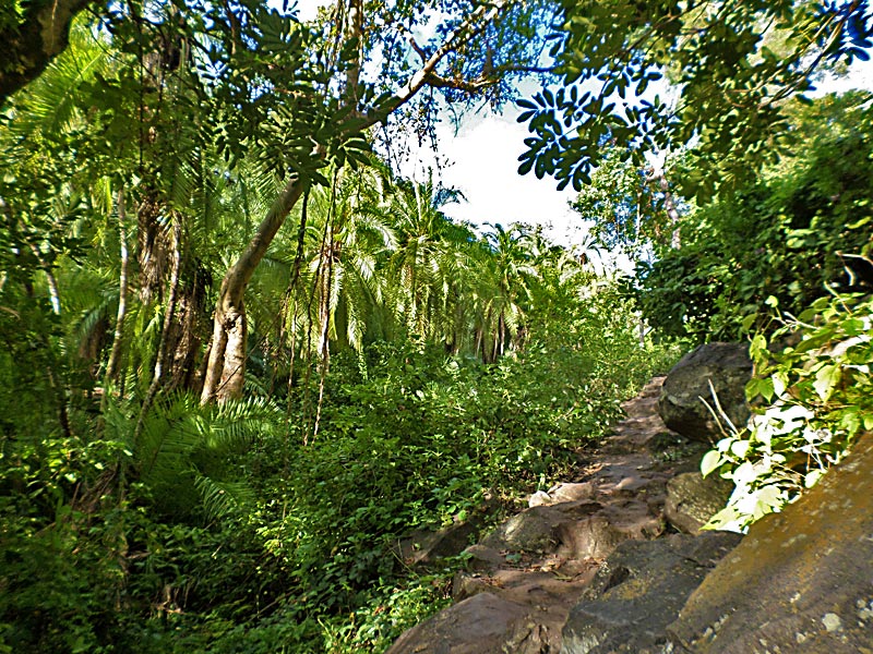 23 Dschungel entlang der Wanderung zum Fusse der Wassermassen