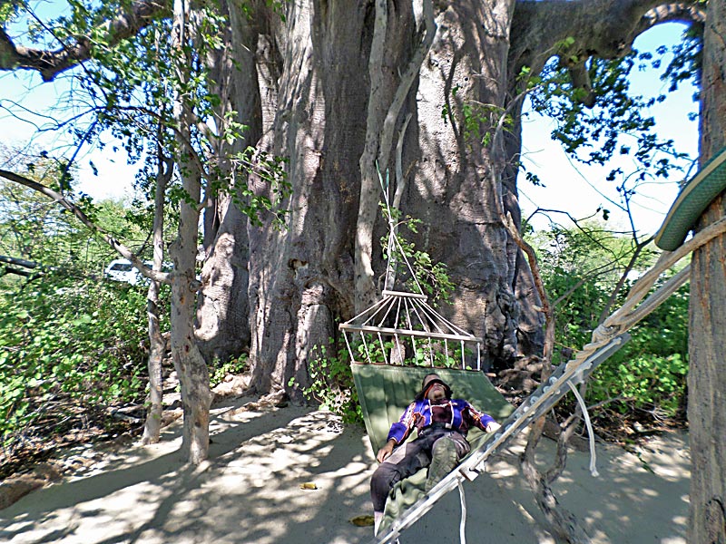 18 2500 jahre hat der baobab baum schon gesehen. grund genug sich mal hinzulegen und zu lauschen was er so zu erzaehlen hat